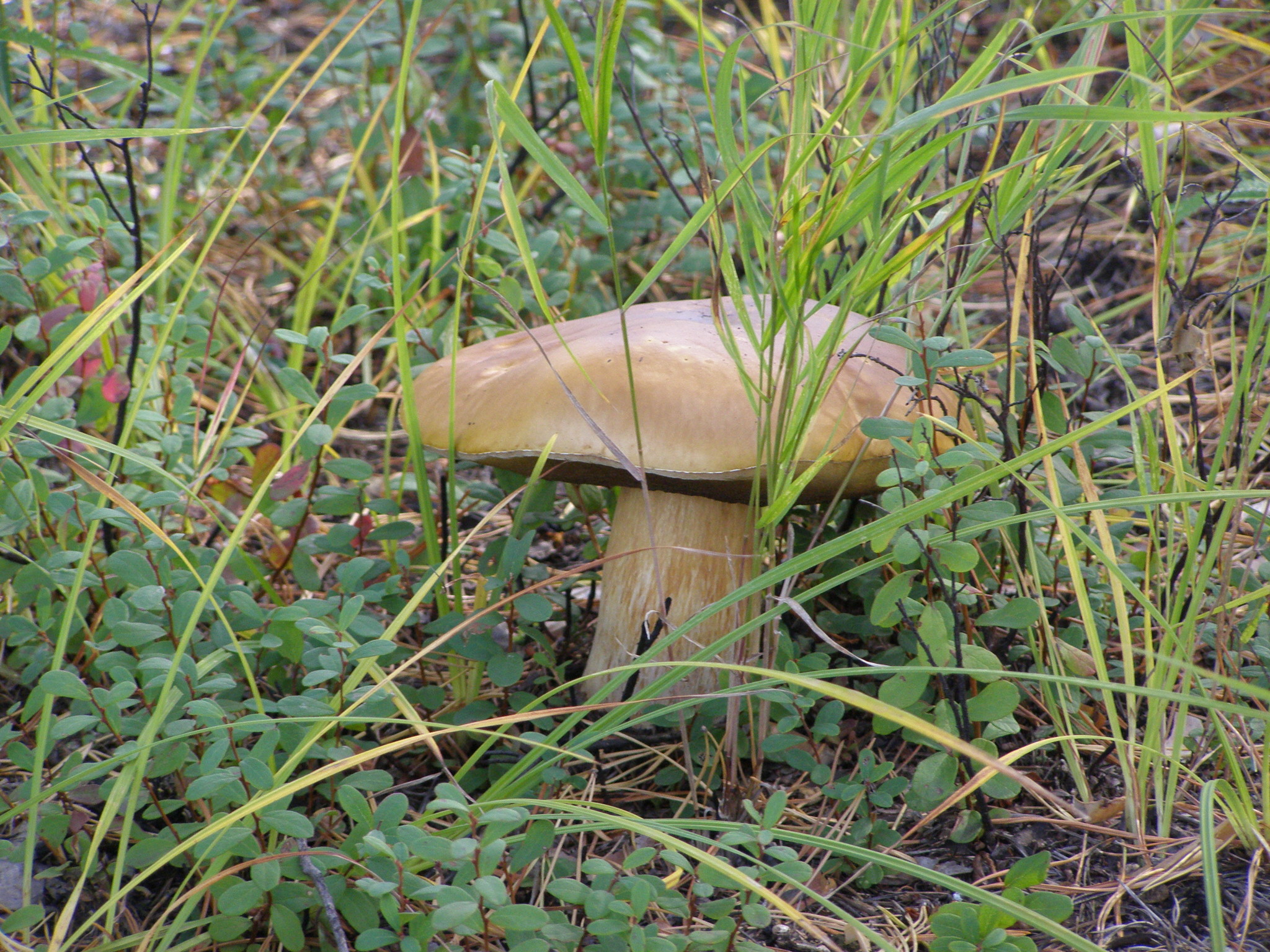 Амурские грибы