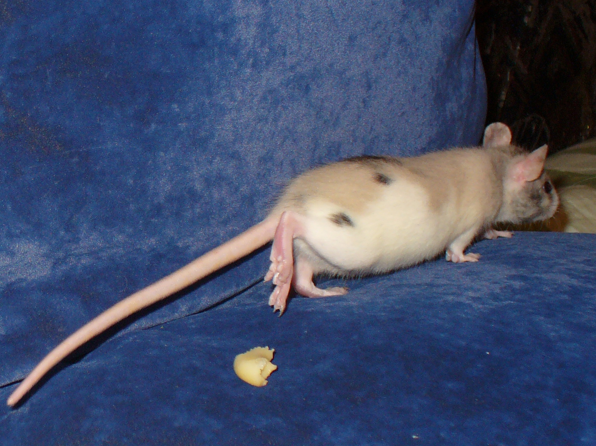 Кастрировал мышь. Крыса Дамбо. Крыса Дамбо хвост.