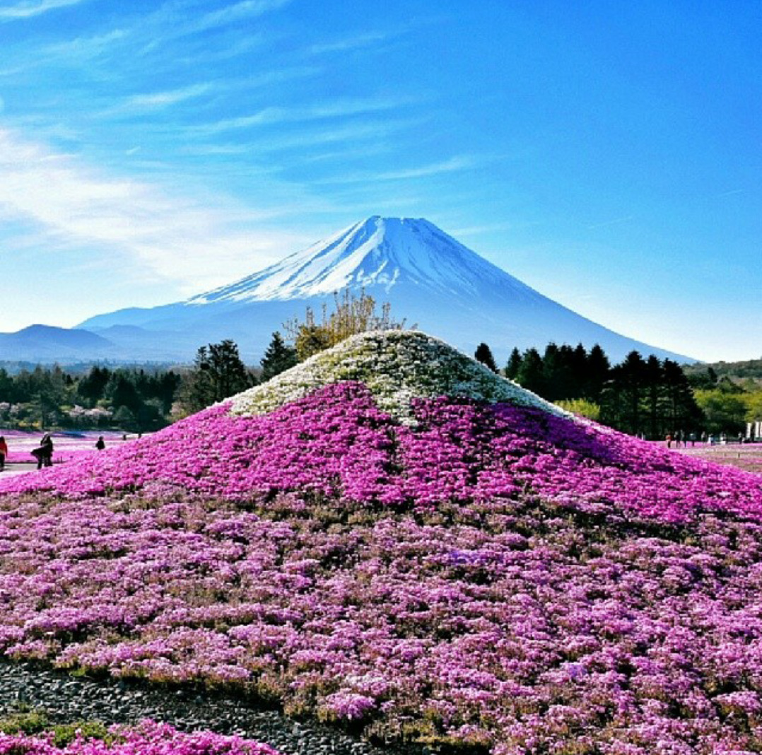 Фудзи чита сайт. Гора Фудзияма в Японии. Фудзияма, Япония Флоксы. Гора Фудзи в Японии. Киото Фудзияма.