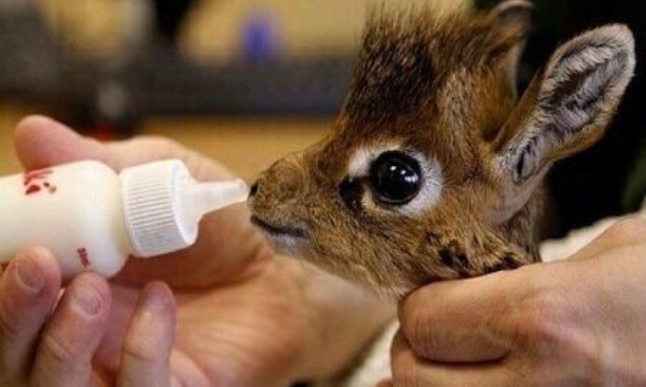 Животные пьют молоко. Самый маленький Жираф. Детеныш жирафа. Маленький Жирафенок. Кормление животных.