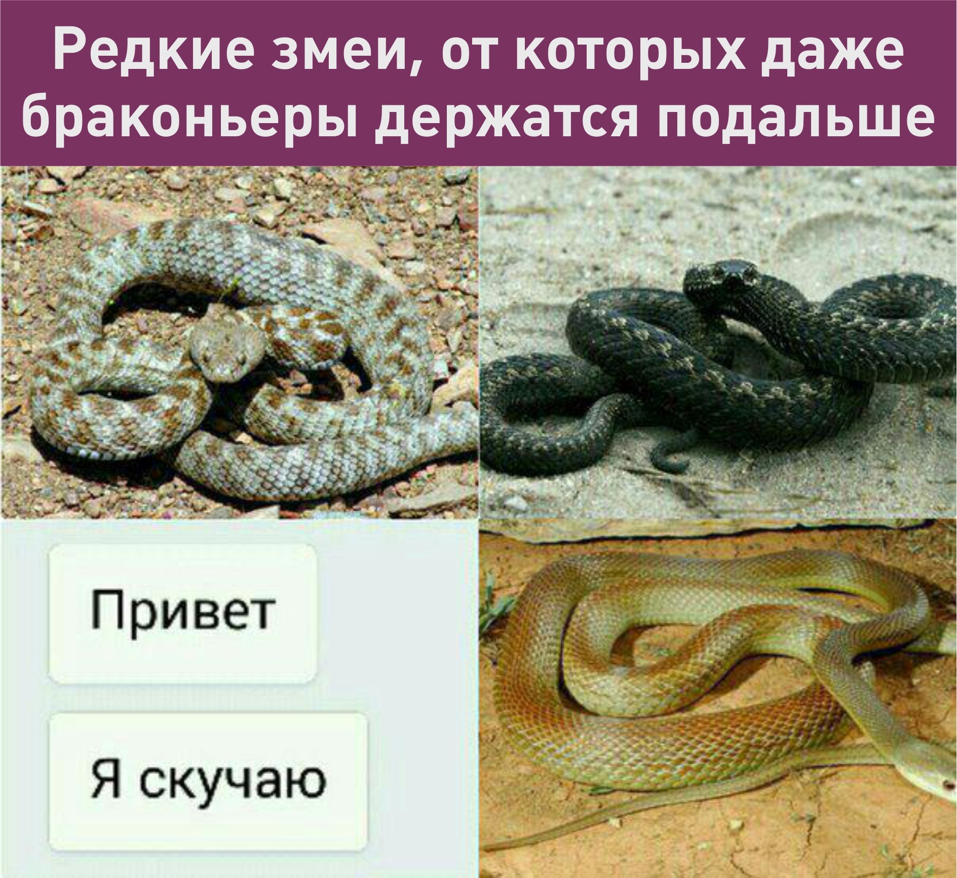 Опасные змеи смешные