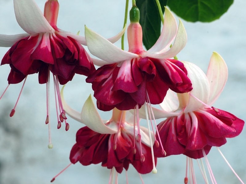 Фуксия фото. Фуксия Circus Spangles. Фуксия е6. Фуксия Циркус. Фуксия Fuchsia.