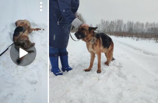 Привет с передержки передает Альма.Продолжаем пить таблетки,отжимается девочка уже один раз в сутки,все остальное время справляется сама, правда старается уйти с глаз,чтоб ее не видели за этим делом.
#пд_Альма #немецкаяовчарка #буднипередержки #порадомойовчарки