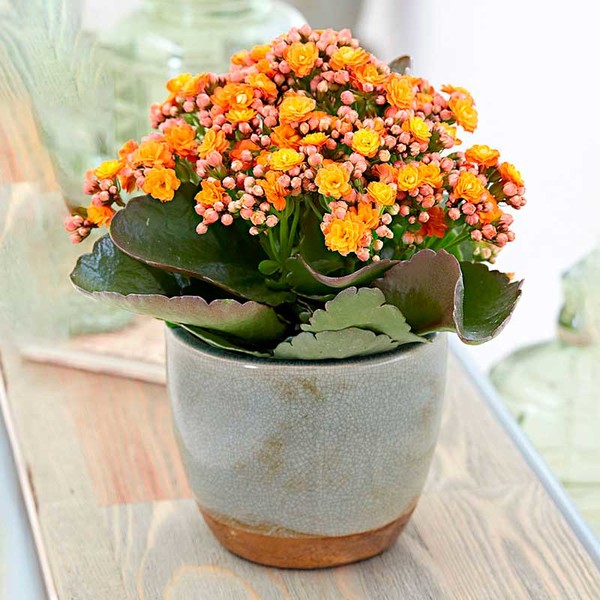 Комнатное растение Каланхое (лат. Kalanchoe)