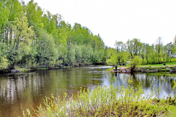 Рыбинск река черемуха