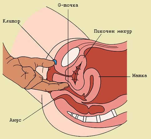 Где прячется женская чувственность или что такое точка 