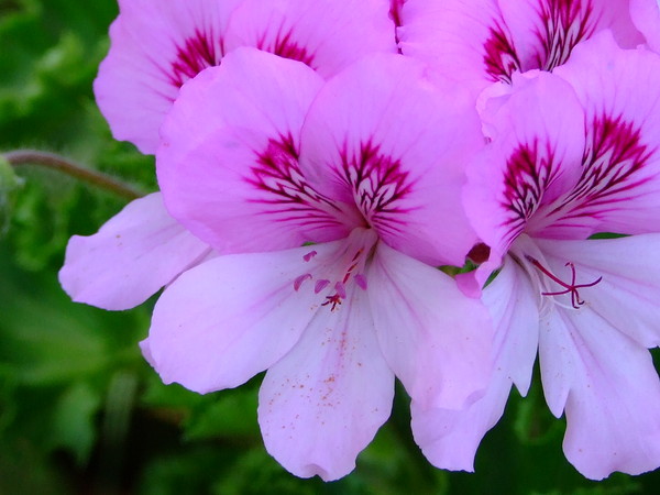 Пеларгония крупноцветковая
Pelargonium grandiflorum
Семейство: Гераниевые (Geraniaceae)
Происхождение:  Южная Африка

Привезена в Европу в конце XVI в. из Южной Африки. Культивируется в Европе, Африке и Китае

Эту пеларгонию называют еще английской. Однако происхождение этого названия остается неясным. В Англии она известна как королевская или выставочная, в США ее называют "Леди Вашингтон".
В медицине гераниевое масло используют как более дешевый заменитель розового. Как и розовое масло, его применяют при воспалительных, гнойных процессах в кишечнике и легких...

