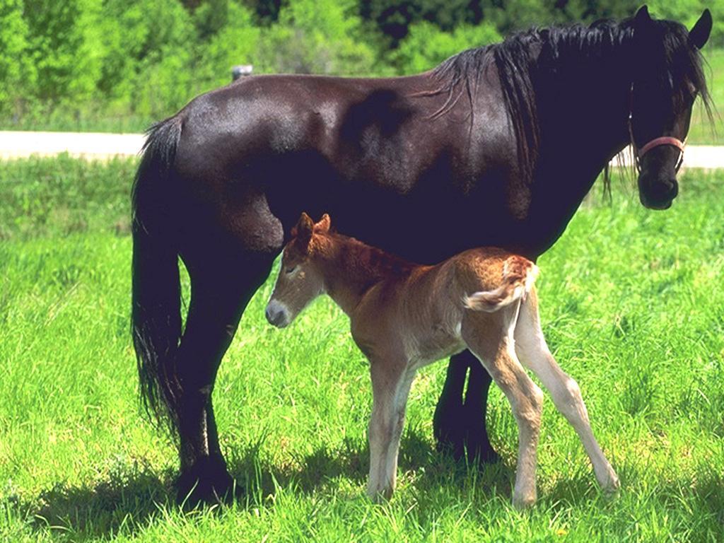 Чем самка домашней лошади выкармливает своих жеребят. Жеребенок с человеком. Домашняя лошадь с жеребенком. Лошадь кобыла.