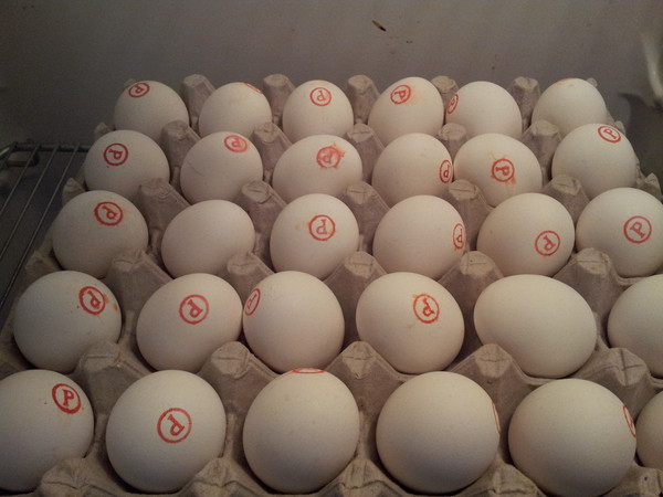 Купить яйцо хайбрид. Яйцо мастер грей инкубационное. Hub1007011 маркировка инкубационного яйца. Инкубационное яйцо Авиаген. Маркировка инкубационного яйца мастер грей.