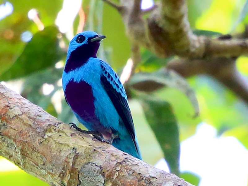 White Winged Cotinga